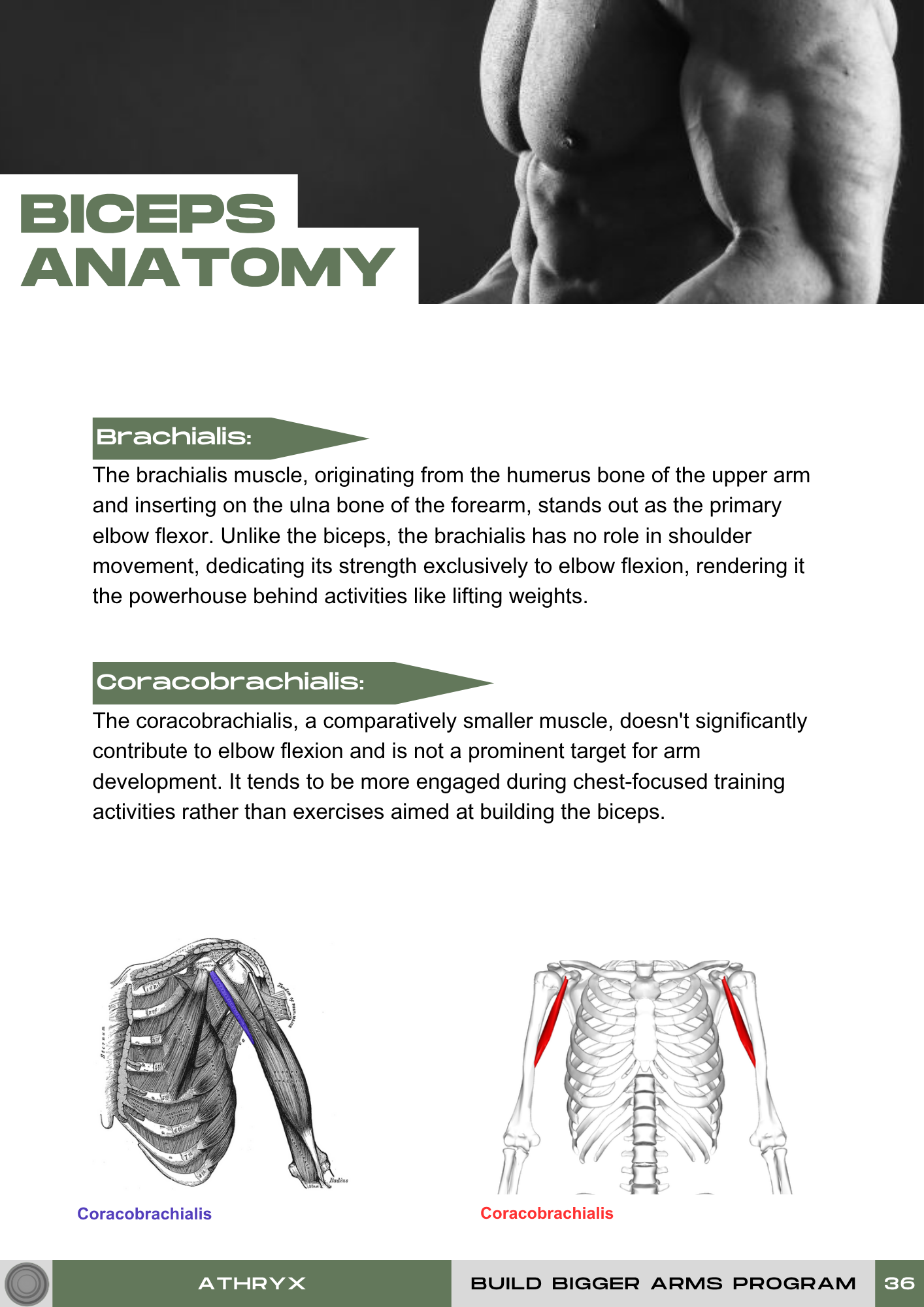 Bigger Arms Program – Size & Definition