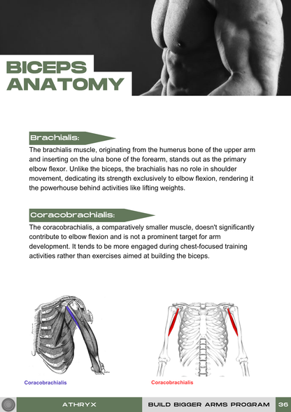 Bigger Arms Program – Size & Definition