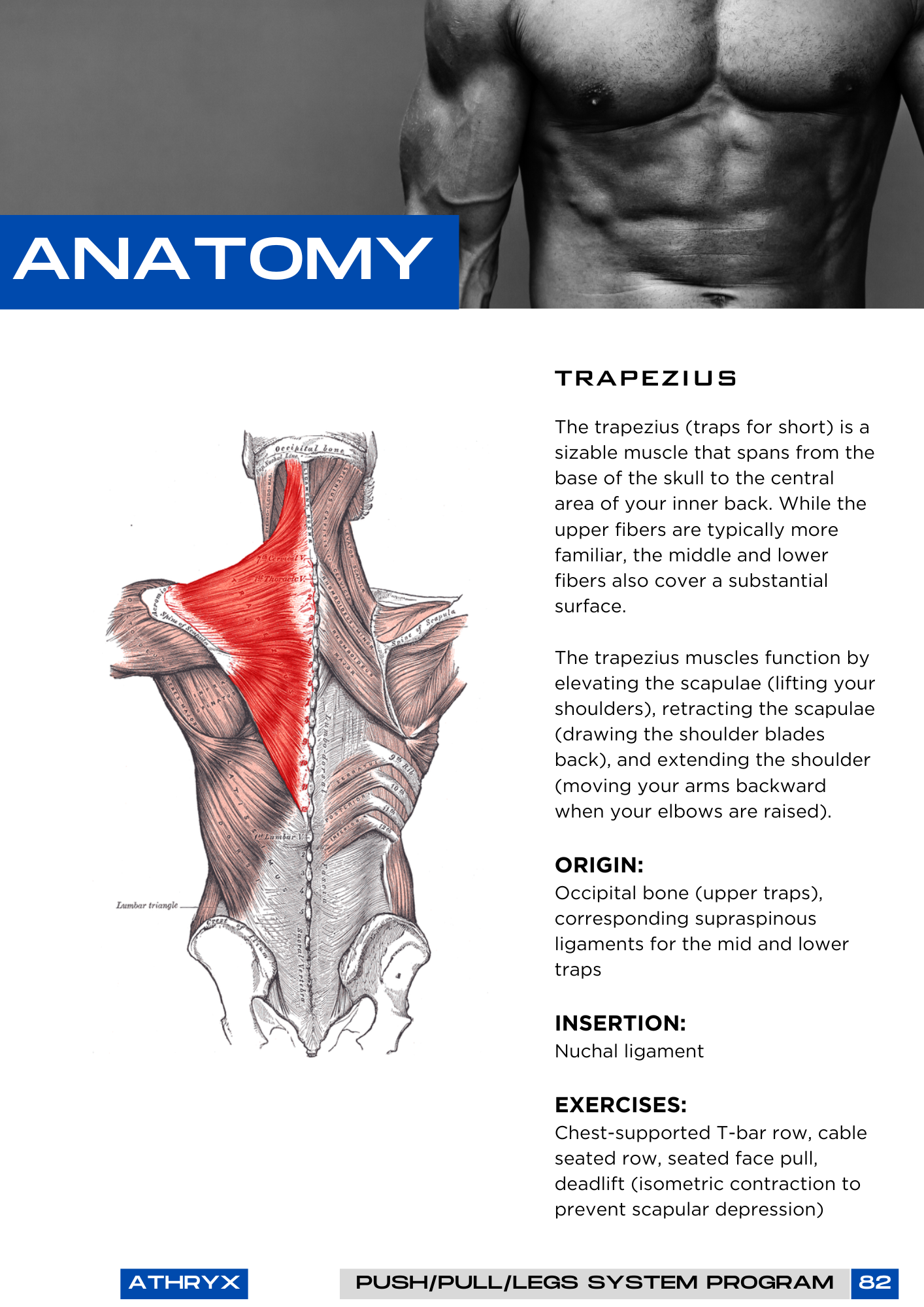Push Pull Legs Program – Balanced Strength Split